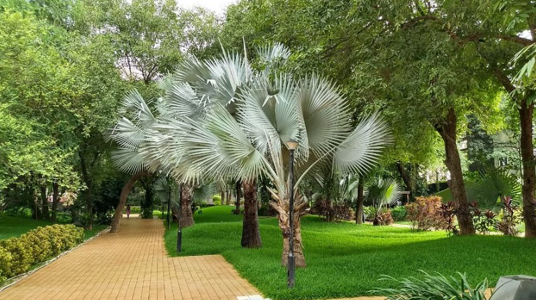 Aarey Bhaskar Garden